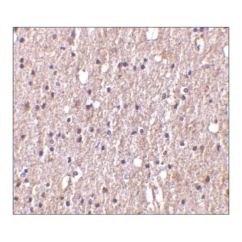 Merck Anti-TWEAK antibody produced in rabbit