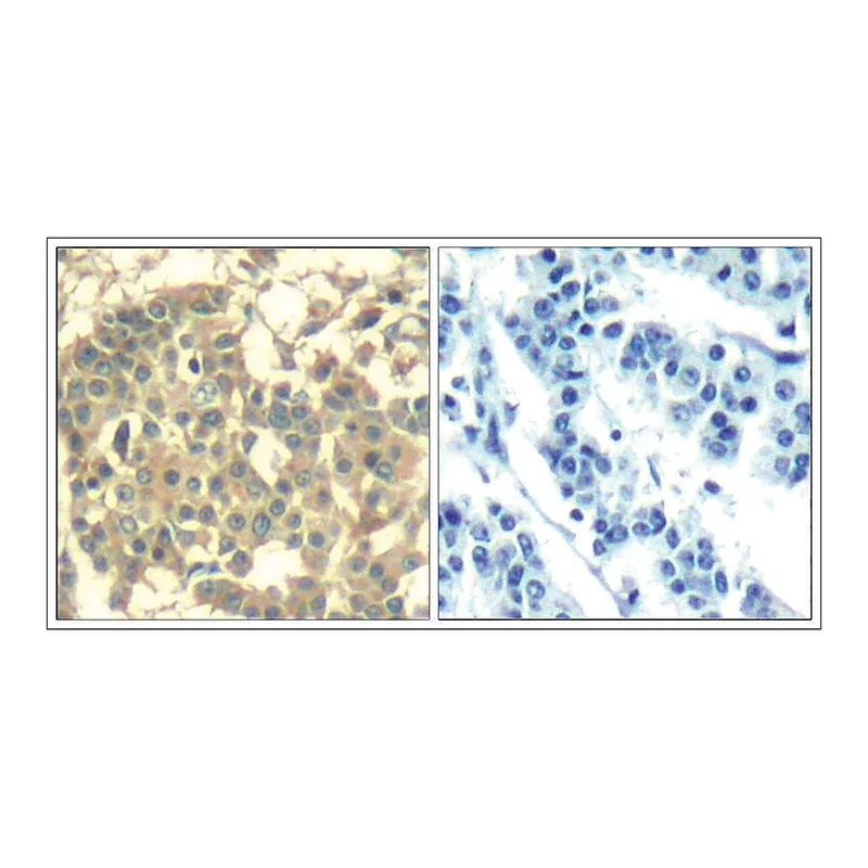 Merck Anti-MET (Ab-1003) antibody produced in rabbit