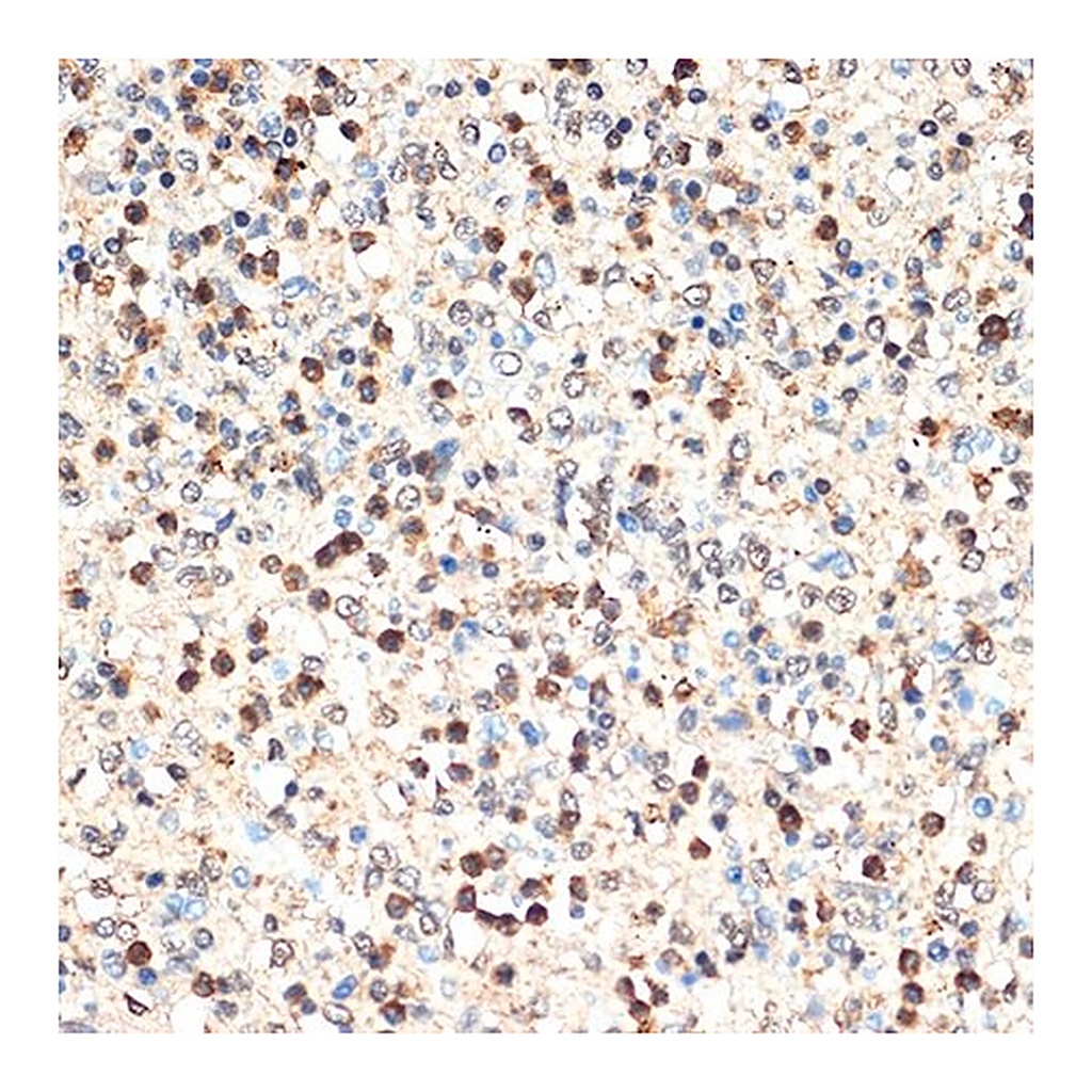 Merck Anti-SHIP1 antibody produced in rabbit