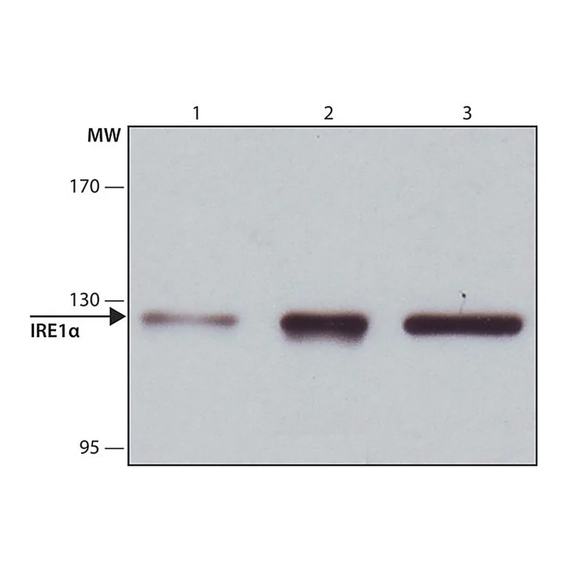 Merck Anti-IRE1alpha antibody produced in rabbit