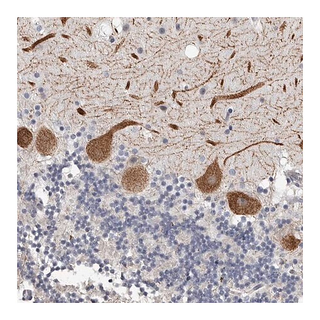 Merck Anti-ARHGEF10 antibody produced in rabbit