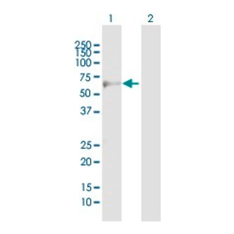 Merck Anti-ADRB3 antibody produced in mouse