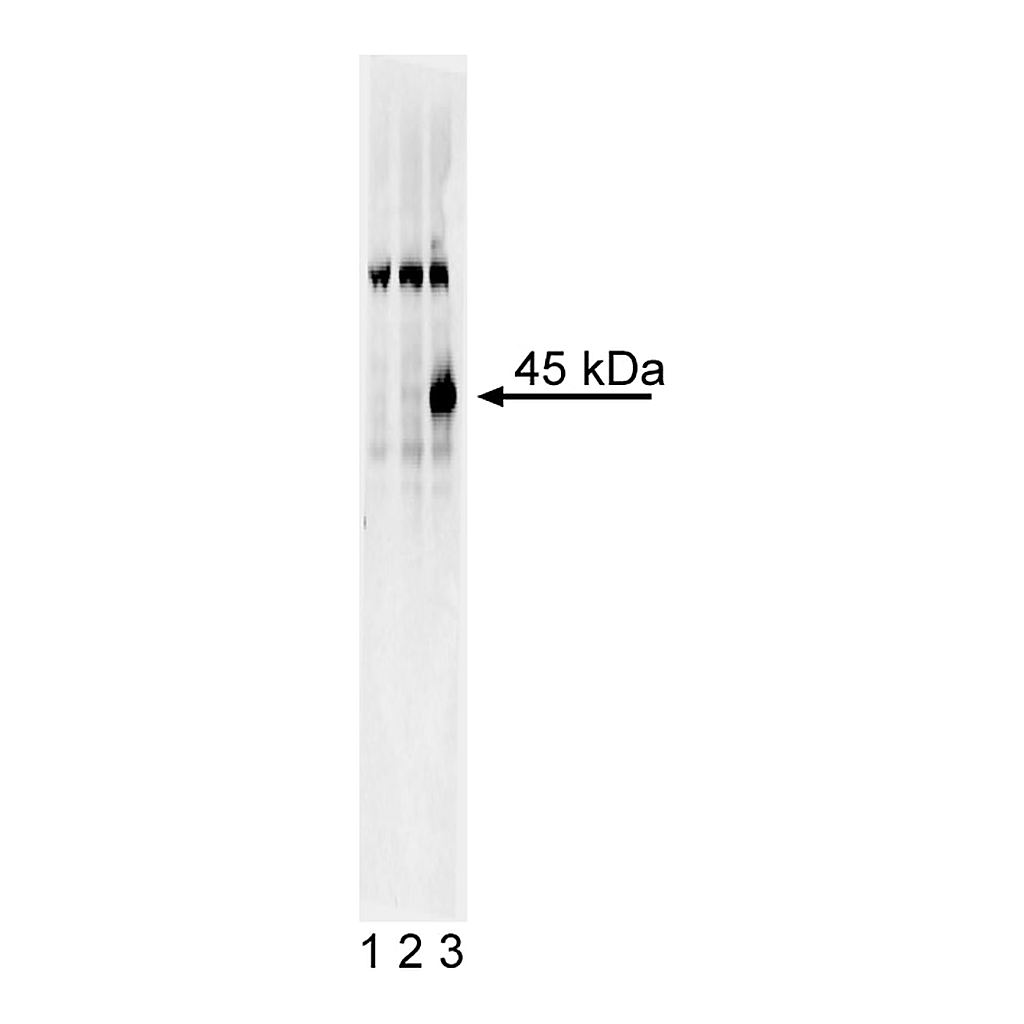 BD Purified Mouse anti-Human Sox17