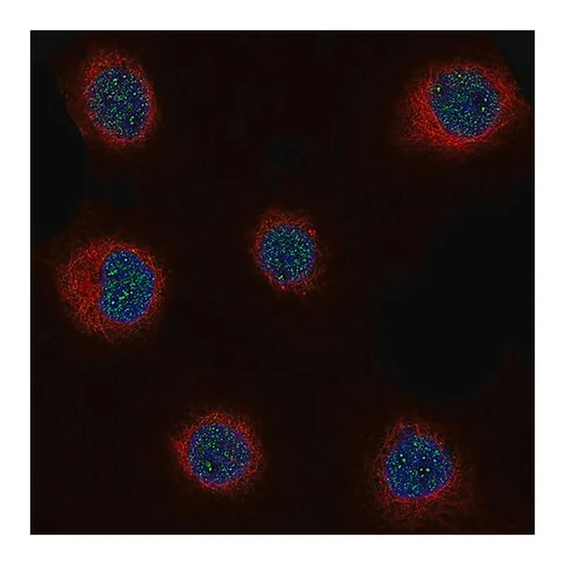 Merck Monoclonal Anti-CCND1 antibody produced in mouse