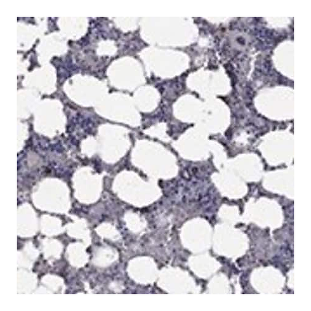 Merck Anti-PPP2R5A antibody produced in rabbit