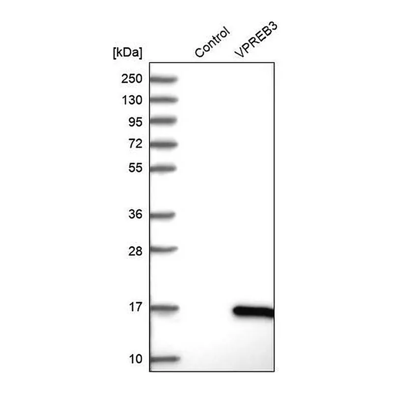 Merck Anti-VPREB3 antibody produced in rabbit