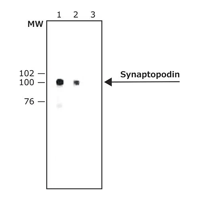 Merck Anti-Synaptopodin (SE-19) antibody produced in rabbit