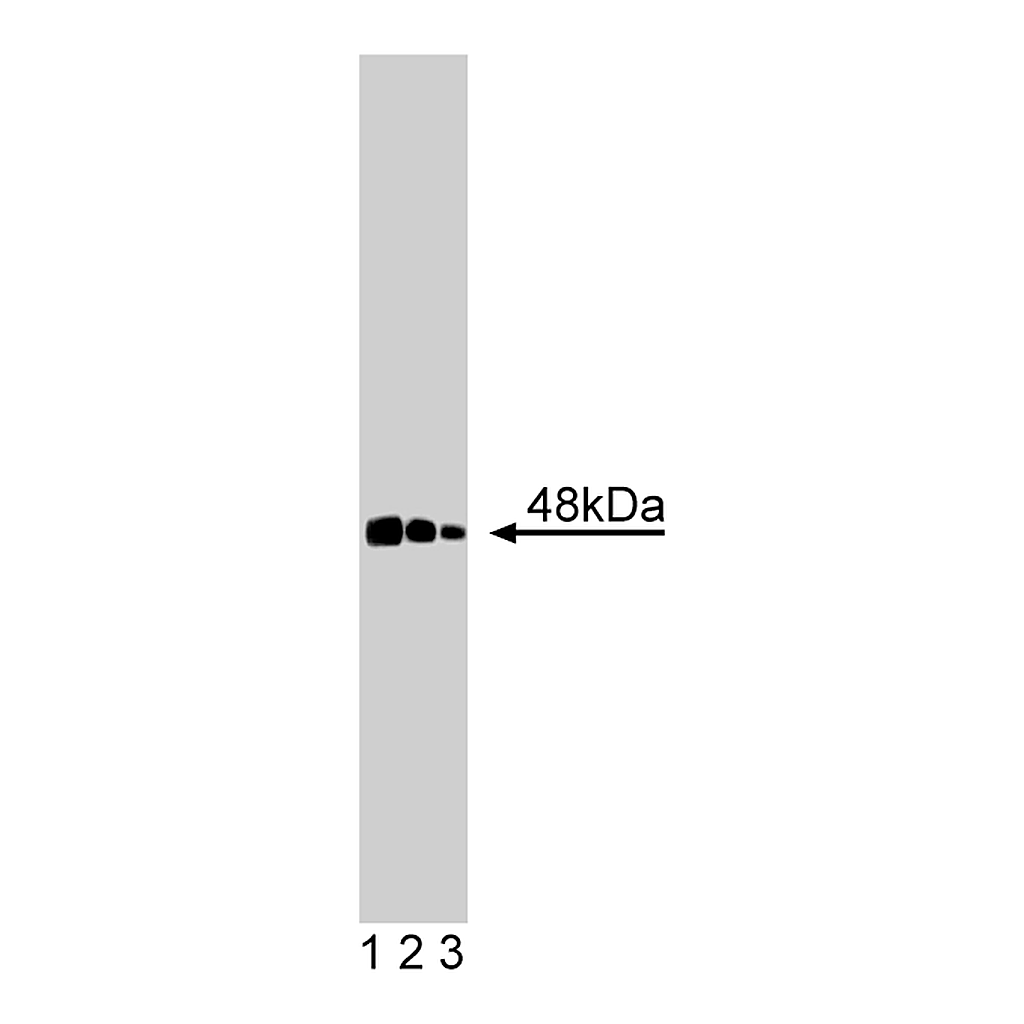 BD Purified Mouse Anti-CtBP1