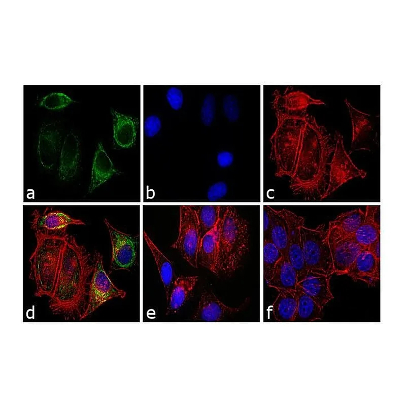 Thermo Fisher Scientific Chicken anti-Mouse IgG Fab Secondary Antibody, FITC