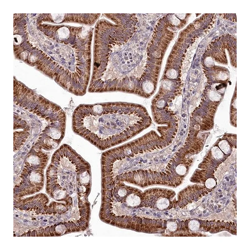 Merck Anti-MICU2 antibody produced in rabbit