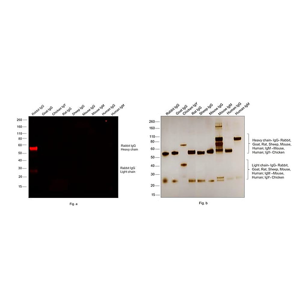 Thermo Fisher Scientific F(ab`)2-Goat anti-Rabbit IgG (H+L) Cross-Adsorbed Secondary Antibody, Alexa Fluor 647