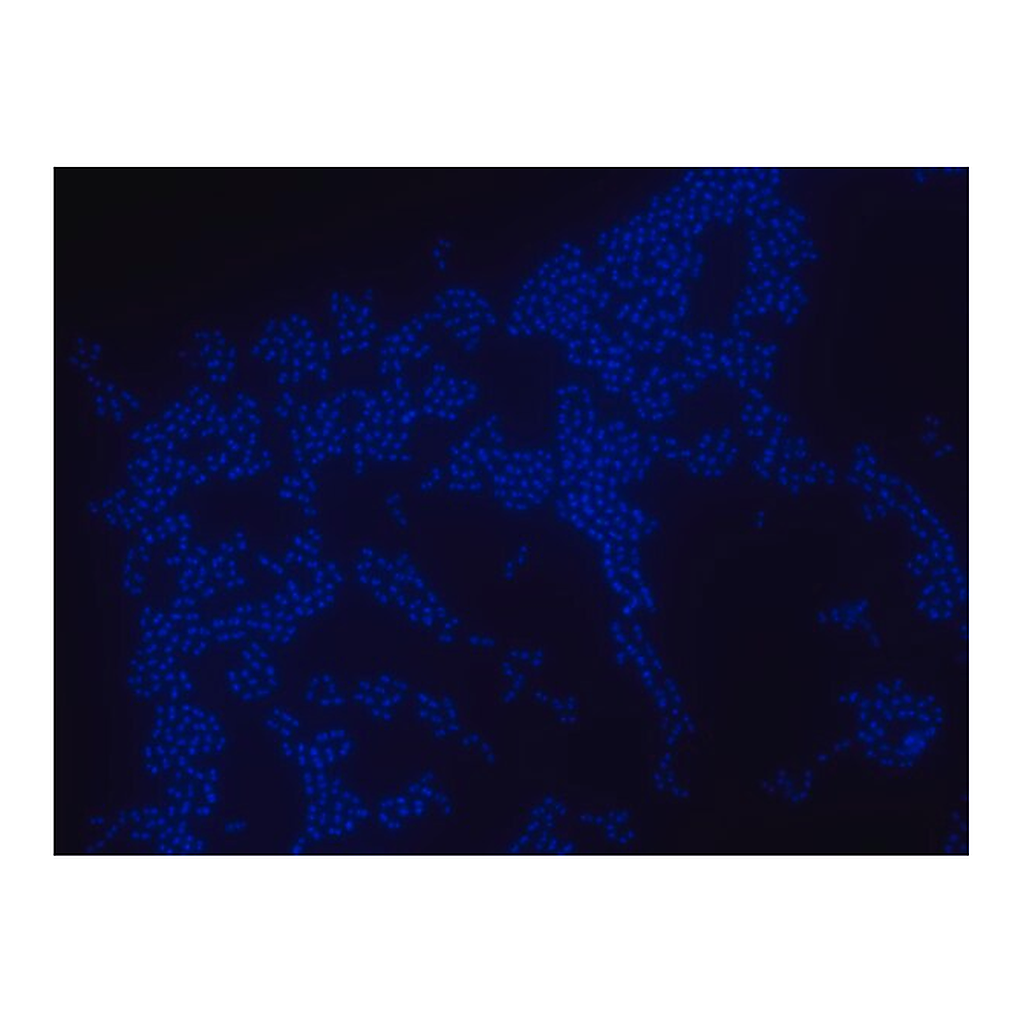 Merck Enterococcus faecium FISH probe - ATTO 488