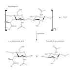 Merck MICROCOCCUS LYSODEIKTICUS ATCC 4698 &