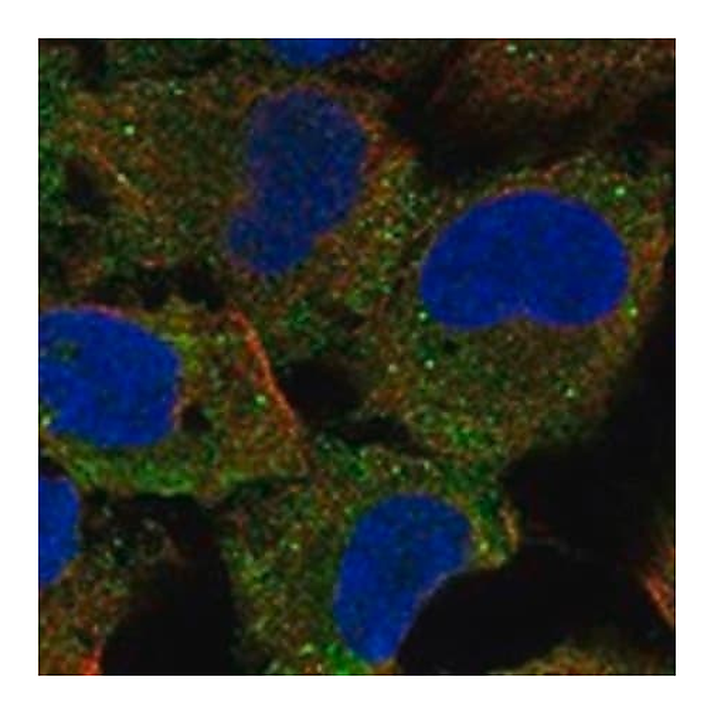Merck Anti-CFAP65 antibody produced in rabbit