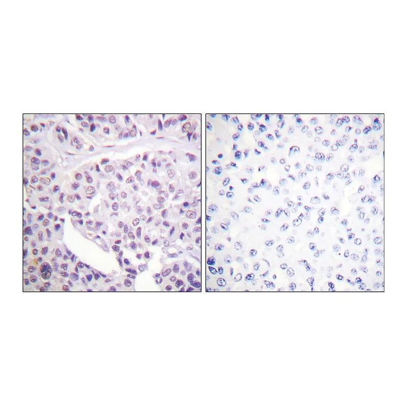 Merck Anti-p53, antibody produced in rabbit
