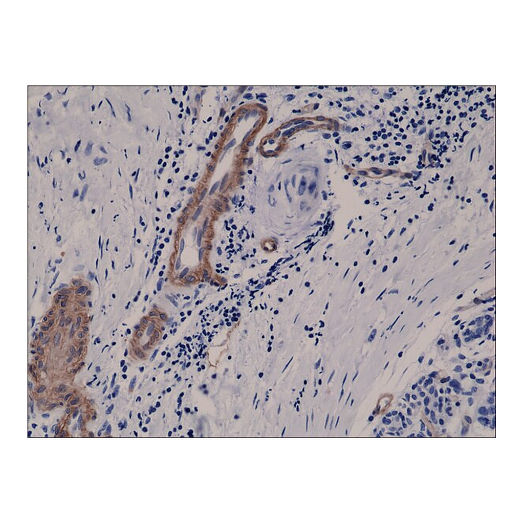 Merck Anti-CD146 antibody, Rabbit monoclonal