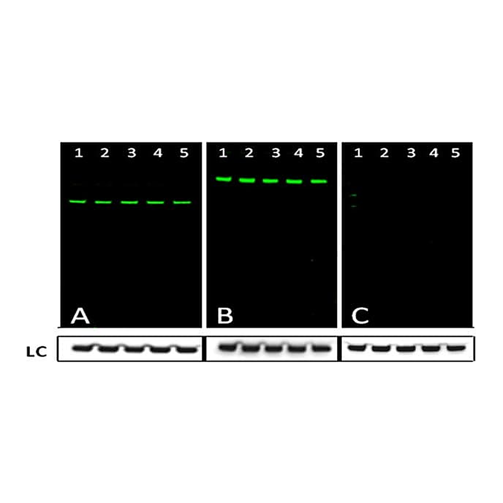 Thermo Fisher Scientific Goat anti-Rabbit IgG (Heavy chain) Superclonal Secondary Antibody, Alexa Fluor 790