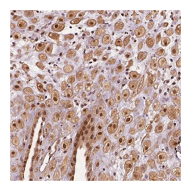 Merck Anti-STAT3 antibody produced in rabbit