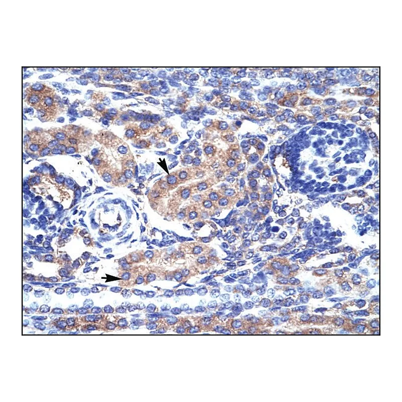 Merck Anti-KCNAB3 antibody produced in rabbit