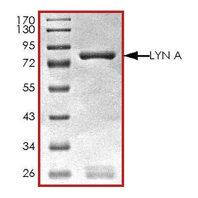 Merck LYN A, active, GST tagged human