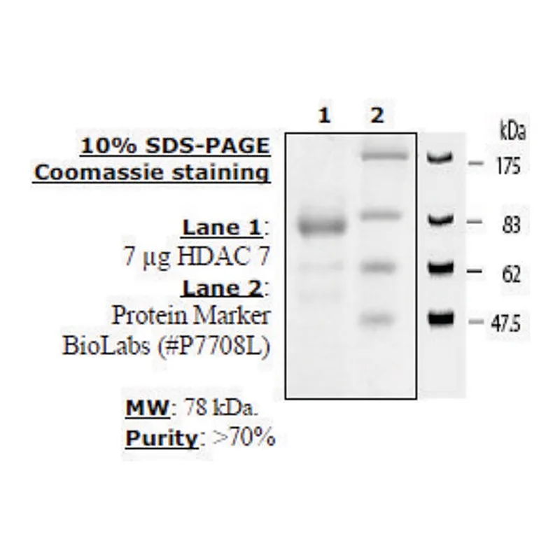 Merck HDAC-7 human