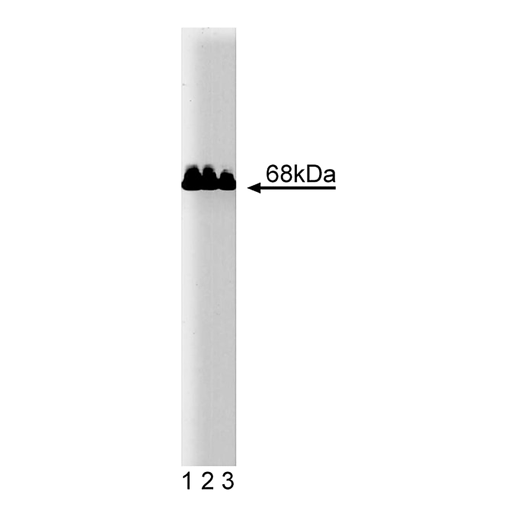 BD Purified Mouse Anti-Paxillin
