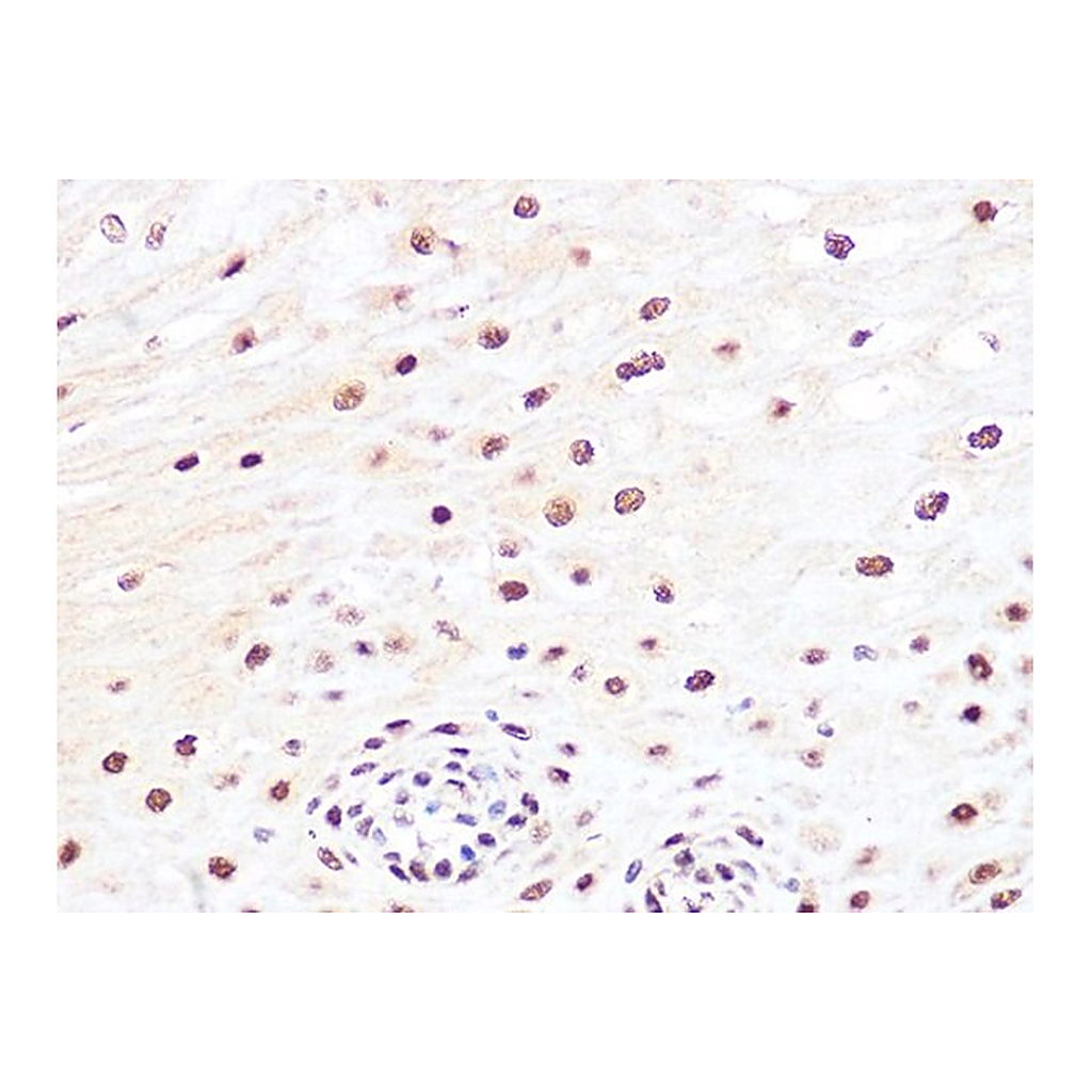 Merck Anti-JunB antibody produced in rabbit