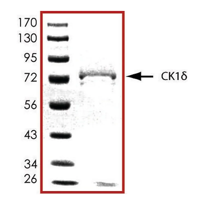Merck CK1 delta, active, GST tagged human