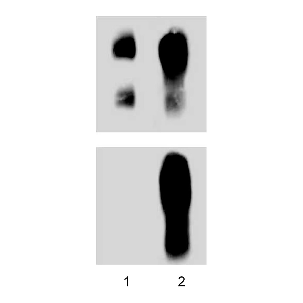 BD Purified Mouse Anti-p120 Catenin (pY228)