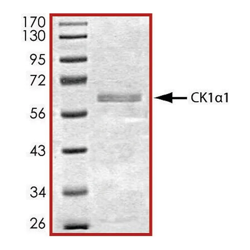 Merck CK1 alpha 1, active, GST tagged human