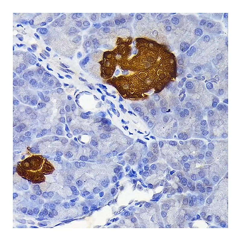 Merck Anti-Secretagogin (SCGN) antibody produced in rabbit
