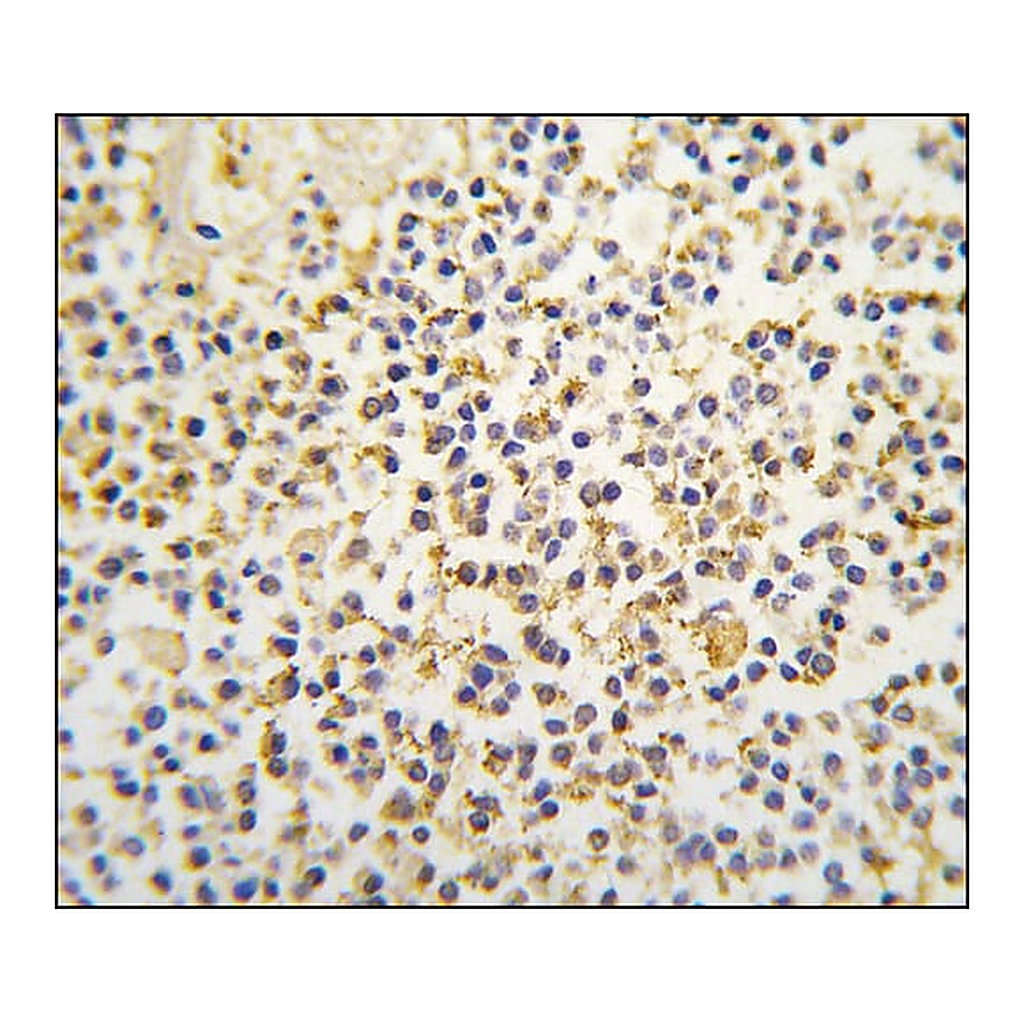 Merck Anti-ALDH1A3 (N-term) antibody produced in rabbit