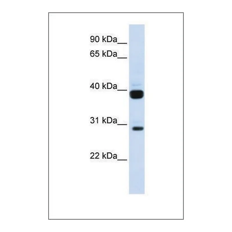 Merck Anti-FLT3LG antibody produced in rabbit