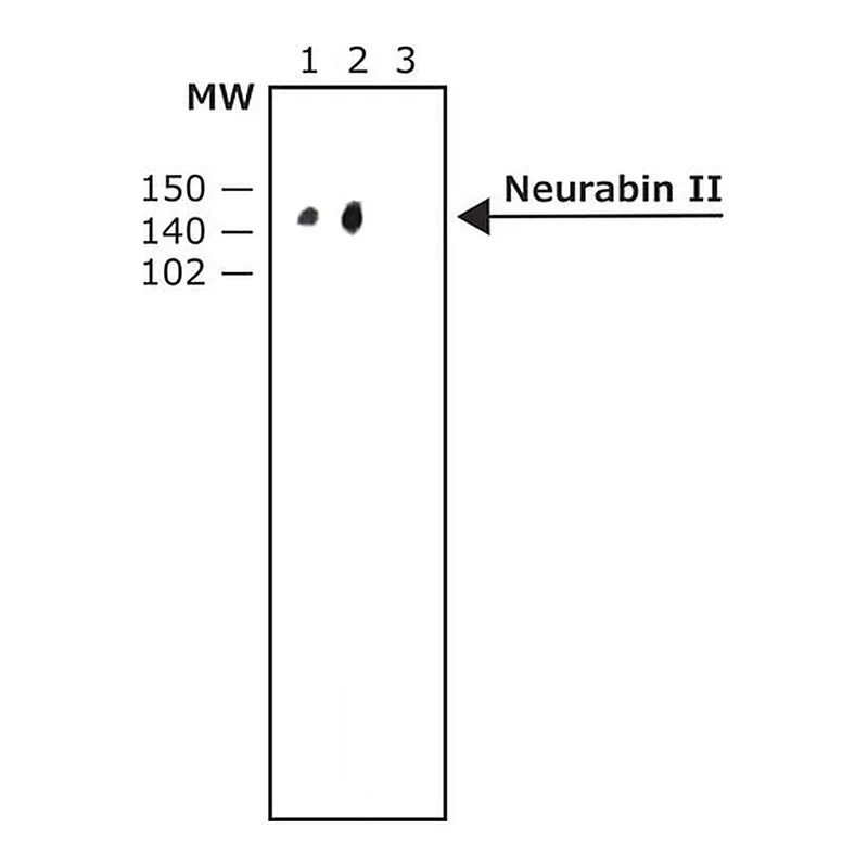 Merck Anti-Neurabin II (C-terminal) antibody produced in rabbit