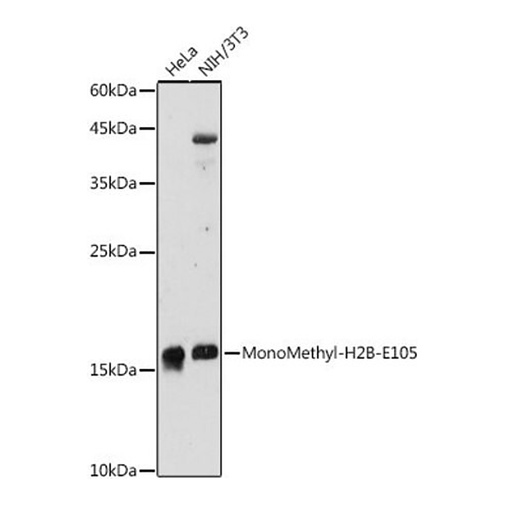 Merck Anti-MonoMethyl-H2B-E105 antibody produced in rabbit