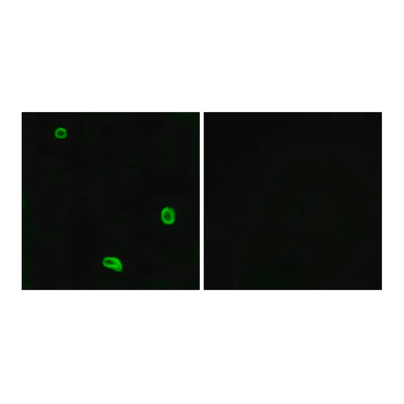 Merck Anti-PAR4 antibody produced in rabbit