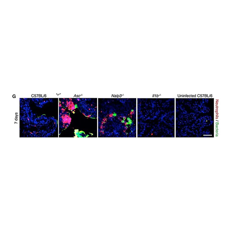 Thermo Fisher Scientific Rabbit anti-Rat IgG (H+L) Cross-Adsorbed Secondary Antibody, Alexa Fluor 488