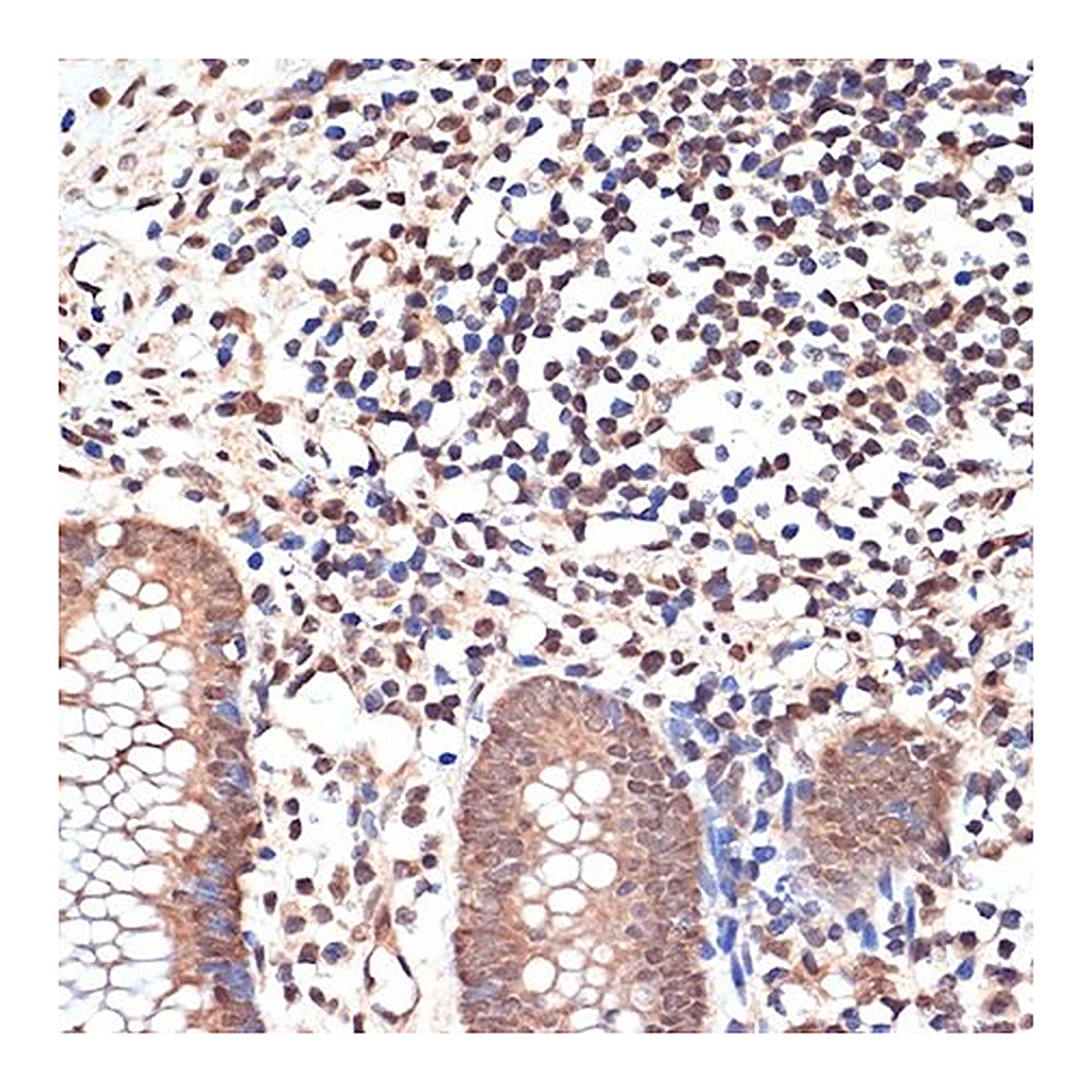 Merck Anti-KAT8/MYST1/MOF antibody produced in rabbit