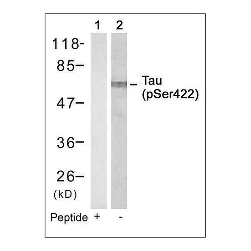 Merck Anti-phospho-MAPT (pSer422) antibody produced in rabbit