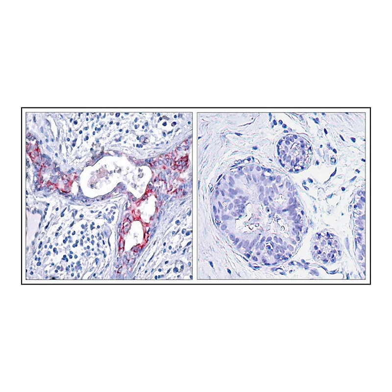 Merck Anti-phospho-GSK3B (pSer9) antibody produced in rabbit