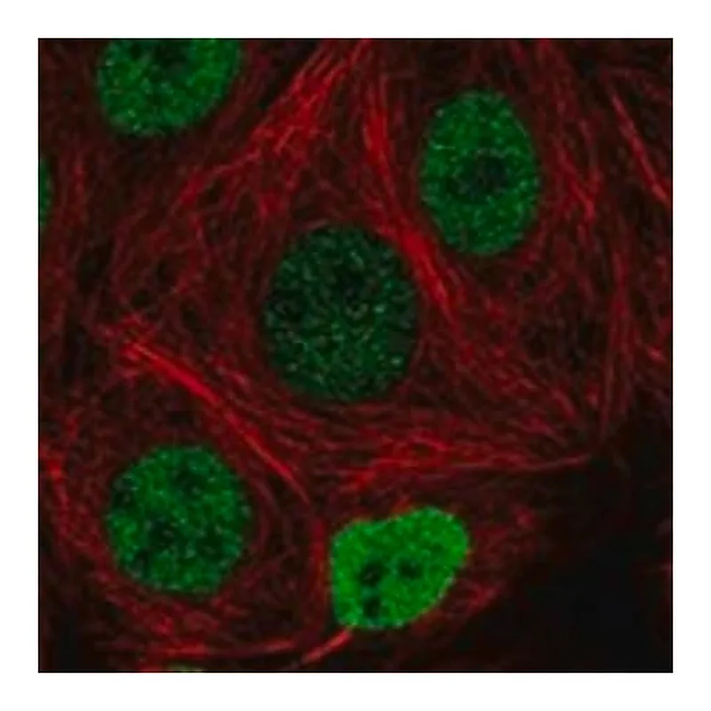 Merck Anti-FAM240C antibody produced in rabbit