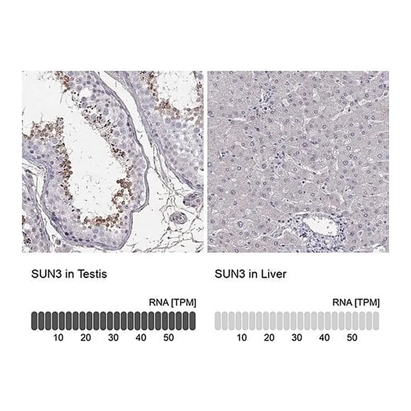 Merck Anti-SUN3 antibody produced in rabbit