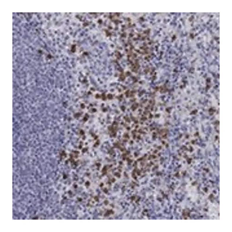 Merck Anti-IGSF8 antibody produced in rabbit