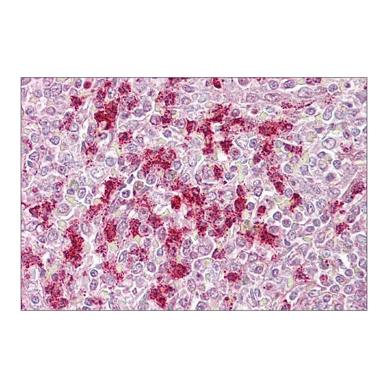 Merck Anti-ZKSCAN4 antibody produced in rabbit