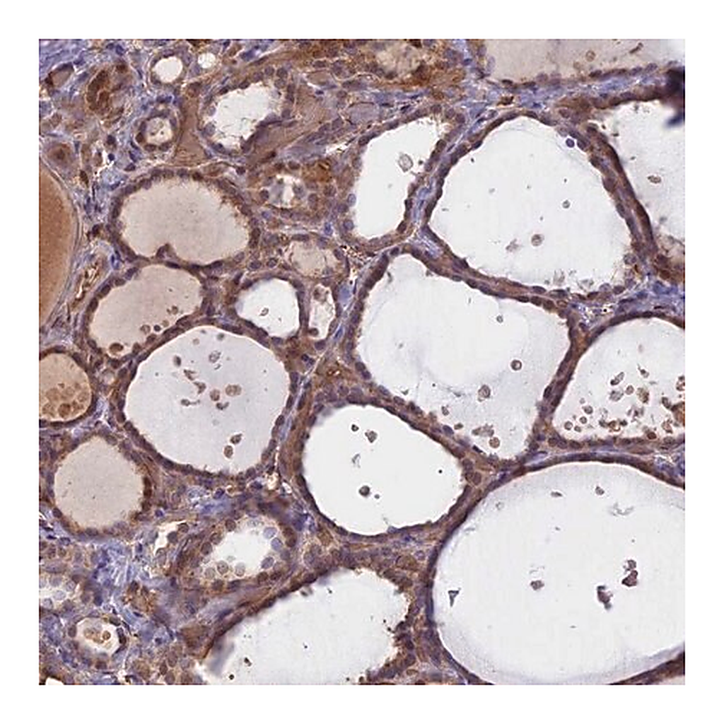 Merck Anti-UFSP2 antibody produced in rabbit