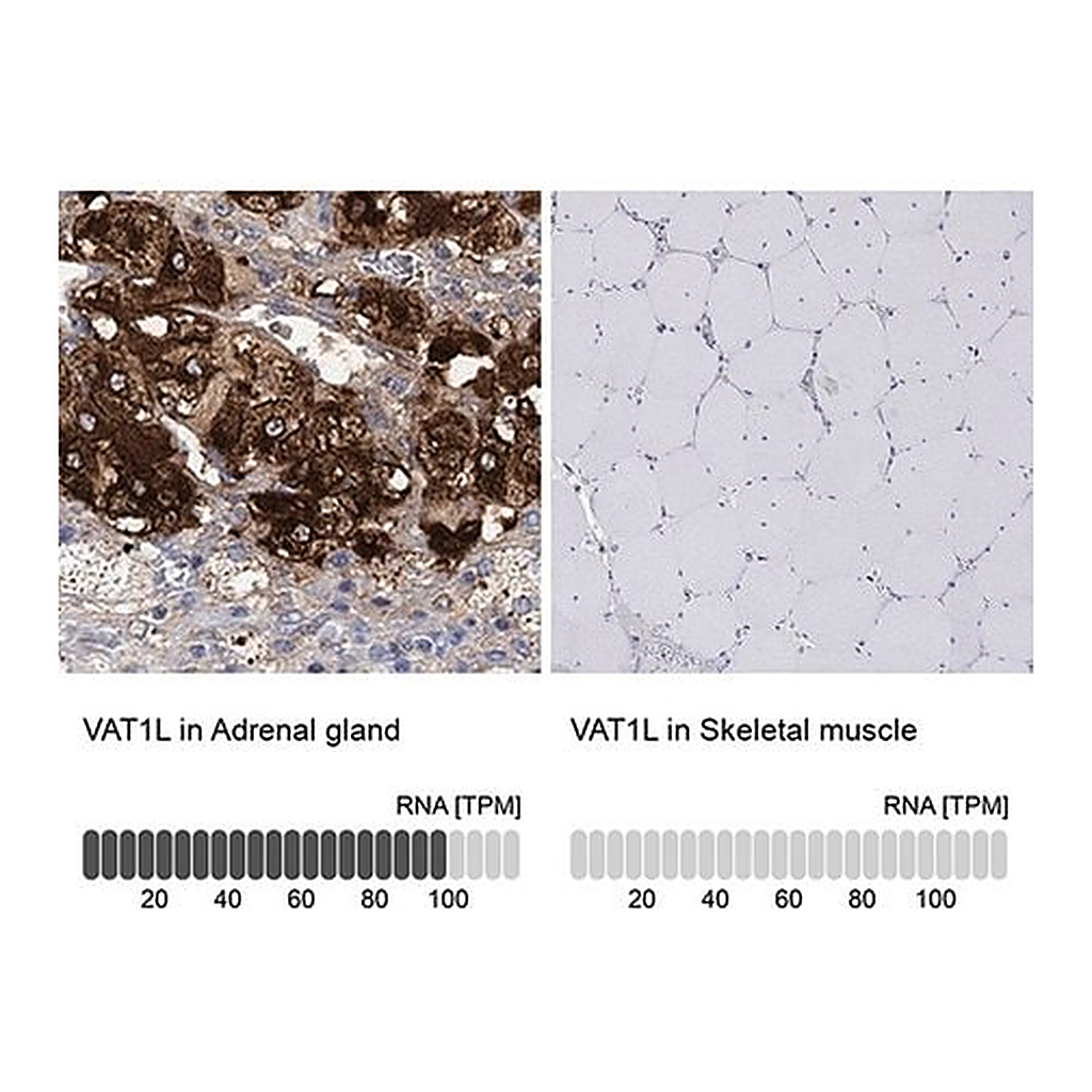Merck Anti-VAT1L antibody produced in rabbit