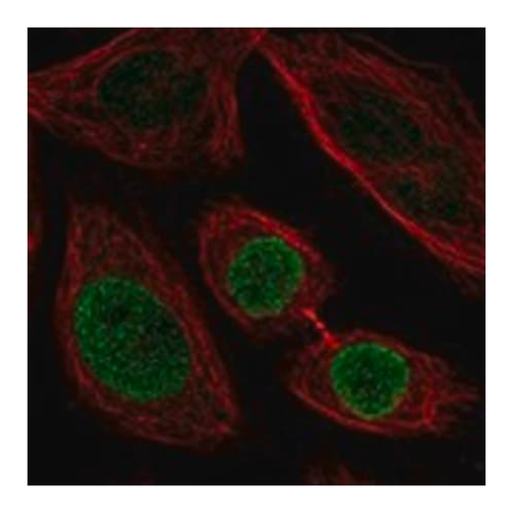 Merck Anti-ZNF354C antibody produced in rabbit