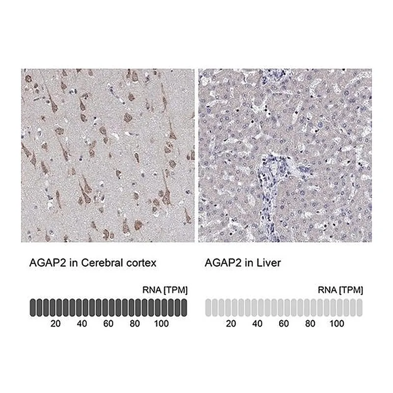 Merck Anti-AGAP2 antibody produced in rabbit