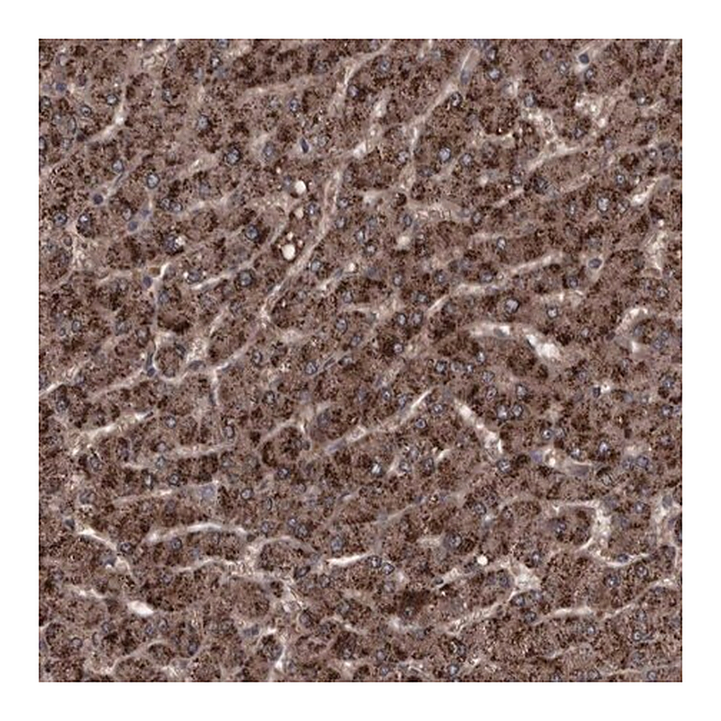 Merck Anti-RSU1 antibody produced in rabbit