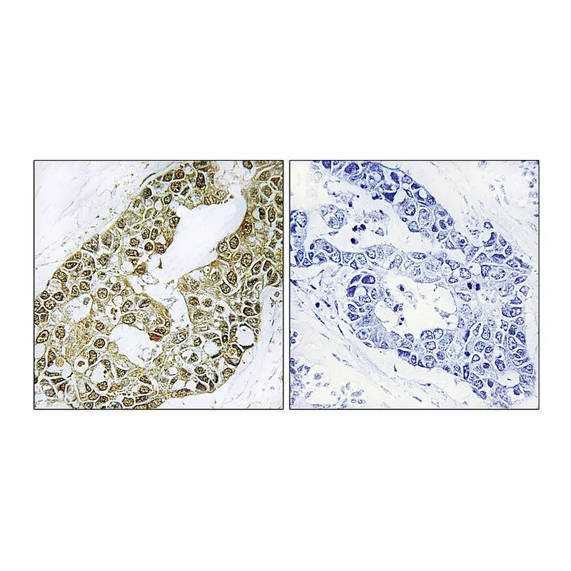 Merck Anti-IkappaB-alpha antibody produced in rabbit